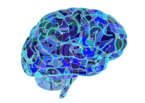 brain